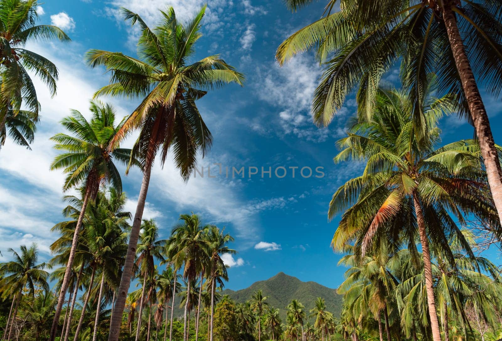 Bottom view of palm trees against a beautiful blue sky. Green palm tree on blue sky background. View of palm trees against sky.