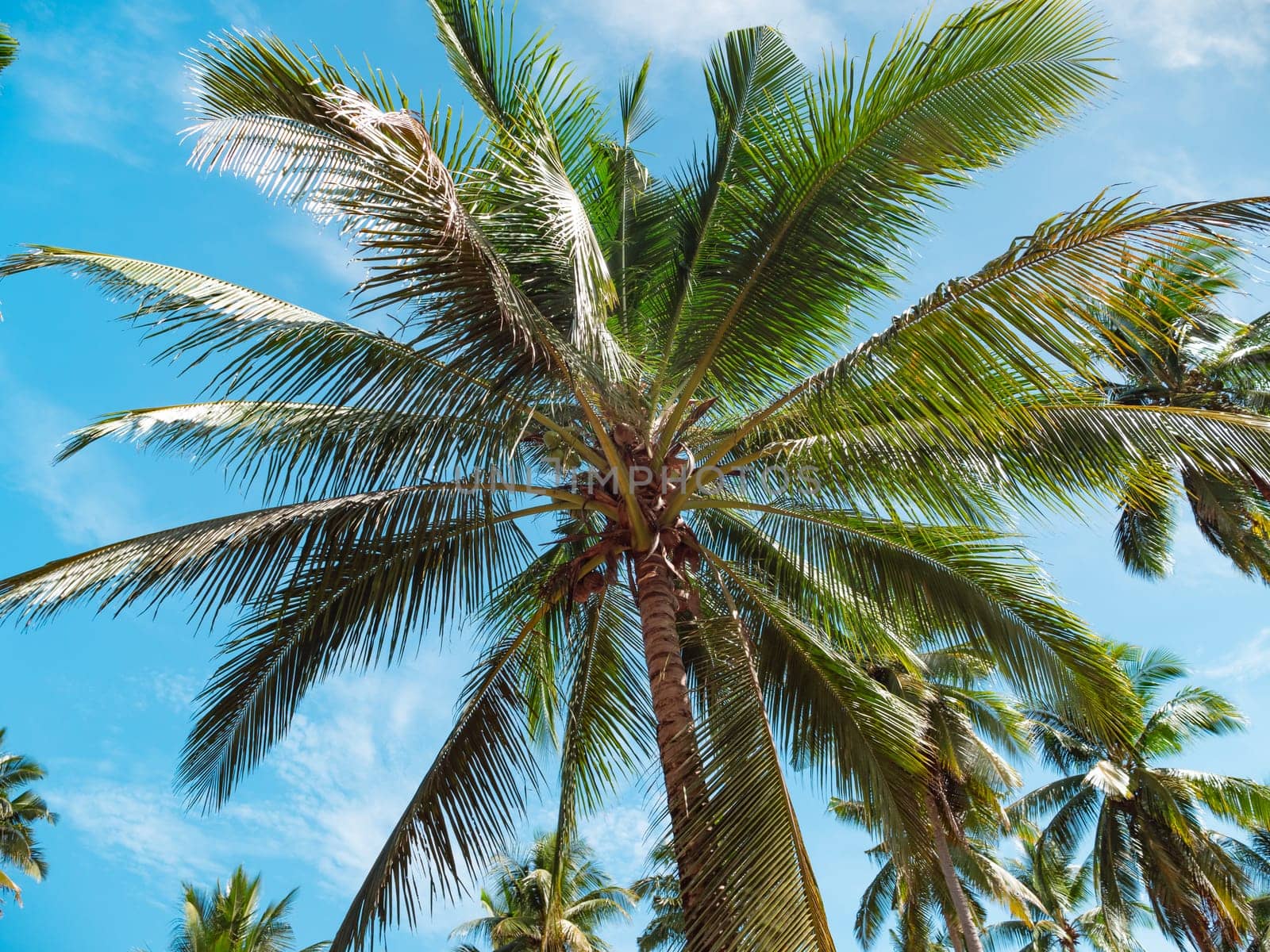 Bottom view of coconut palm trees forest in sunshine. Palm trees against a beautiful blue sky. Green palm trees on blue sky background. Travel concept. by Busker