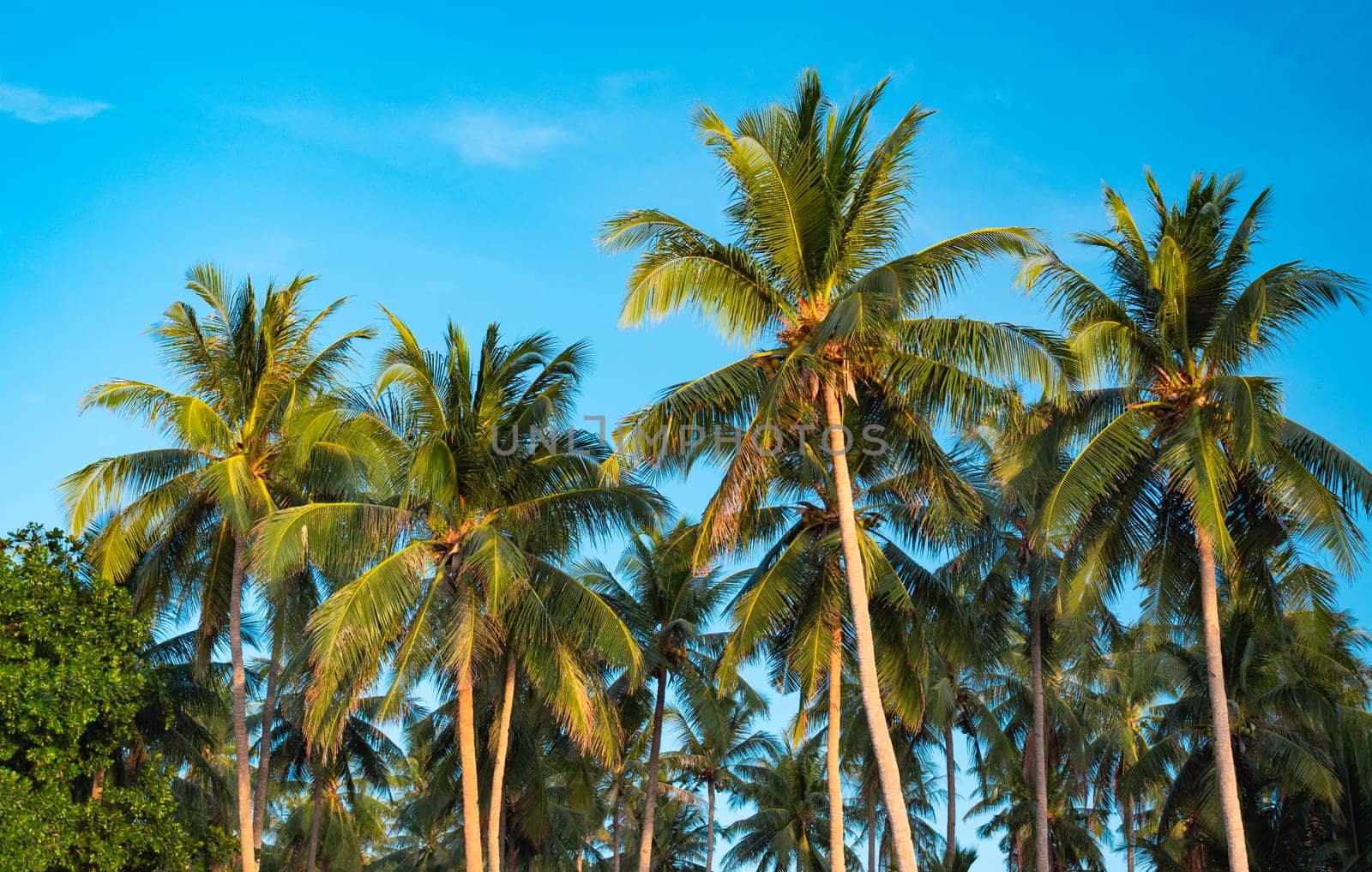 Bottom view of palm trees against a beautiful blue sky. Green palm tree on blue sky background. View of palm trees against sky. Palm tree in gentle tropical breeze.