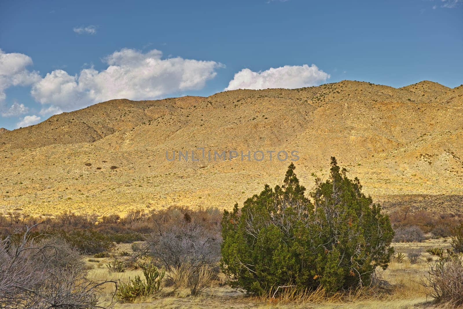 Desert, landscape and sunshine with plants, blue sky and wildlife with summer, ecology and rocky. Empty, sand or environment with peace, dust or nature with drought, mountain or travel with vacation.