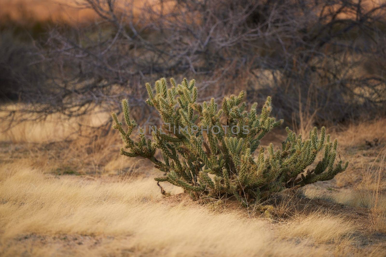 Grass, cactus plant and dry land with tree in nature for conservation, sustainability and environment in Texas. Forest, woods and drought in summer with climate change in desert and hot weather by YuriArcurs