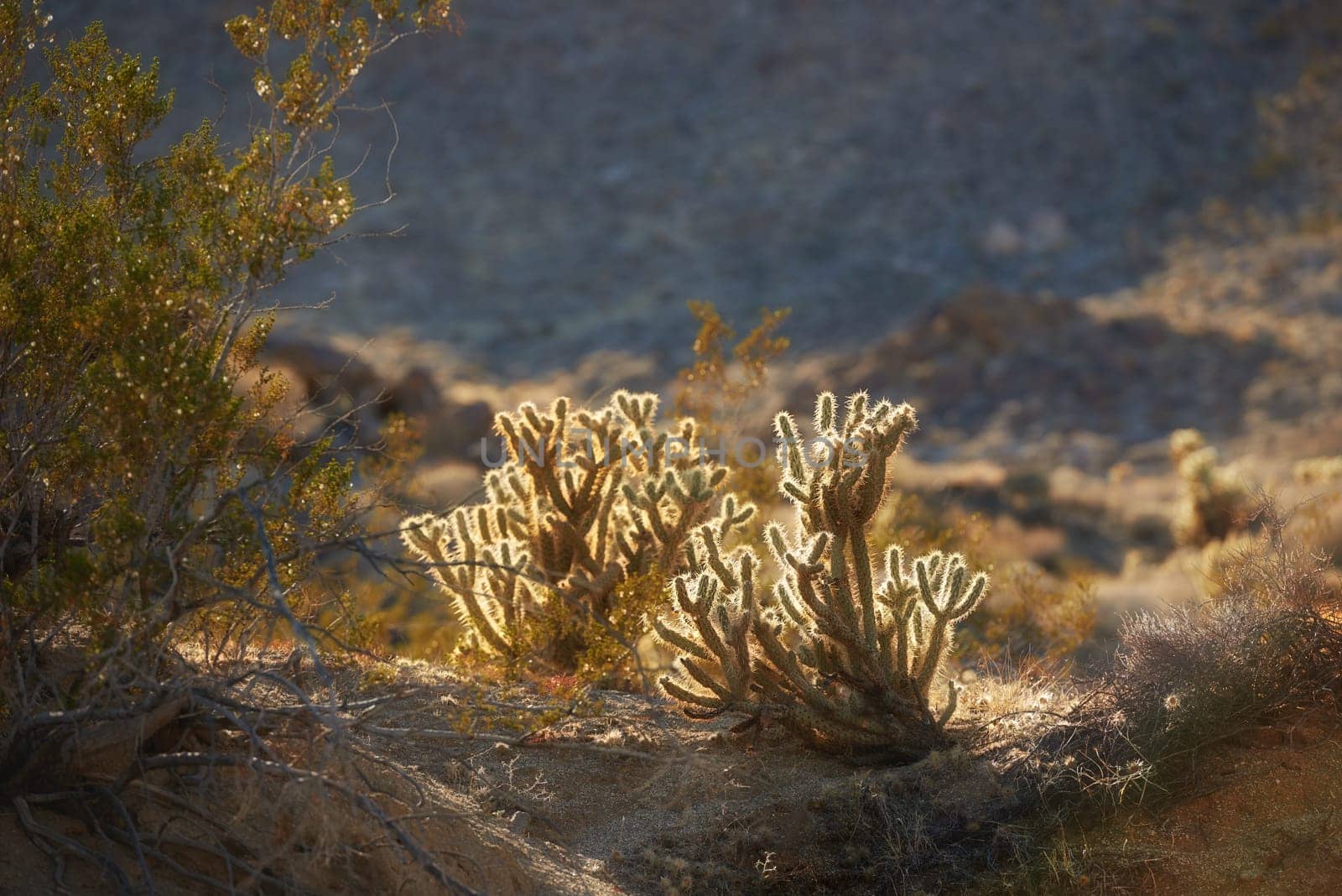 Nature, desert and plant with succulents, mountain and Ganders cholla Cactus in California, USA. Spring, peace and dry environment for Cylindropuntia ganderi with grass, sunshine in a valley by YuriArcurs