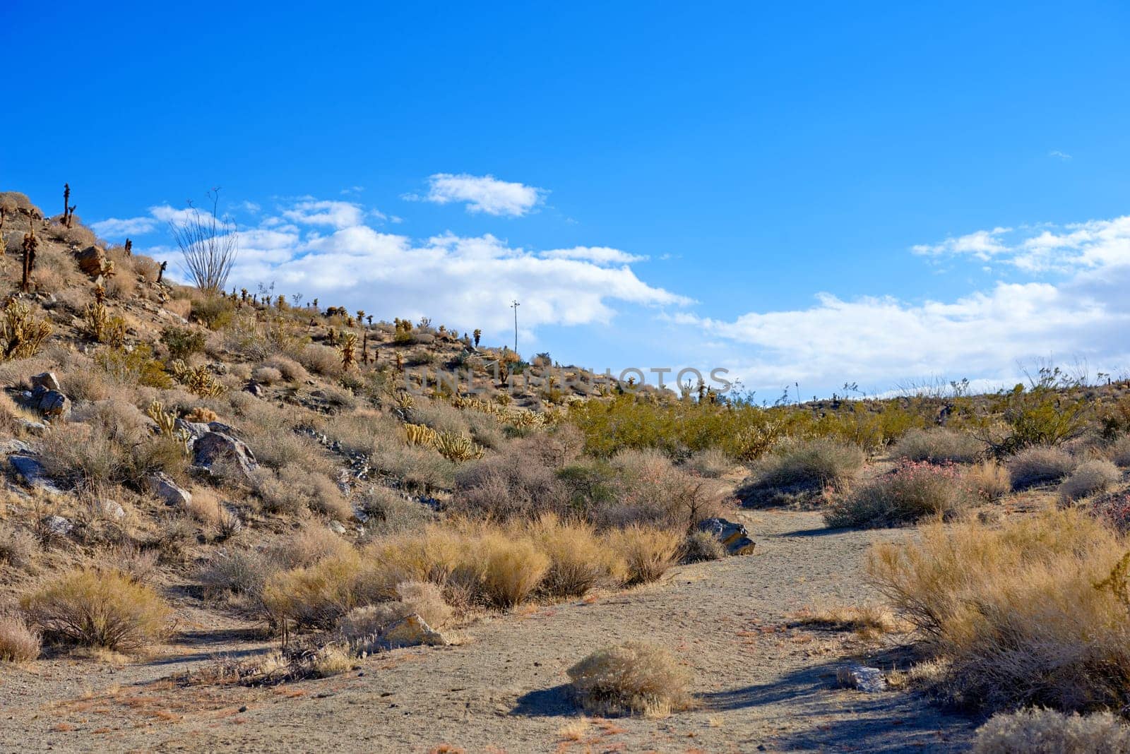 Desert, landscape and nature with plants, blue sky and tourism with summer, weather and cloud. Empty, flowers and wildlife with peace, dust and weed with cactus, mountain and travel with sunshine.