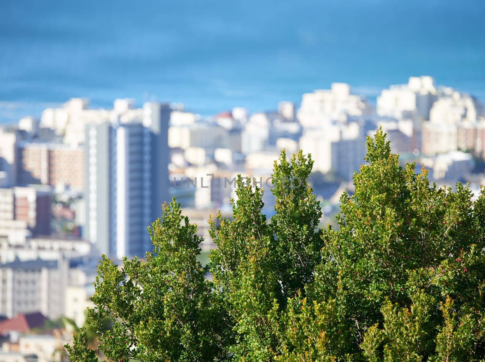 Tree, buildings and outdoor view of city in summer for holiday or vacation with sunshine and urban landscape. Skyscrapers, Miami skyline and country for travel or tour, cityscape and nature in town