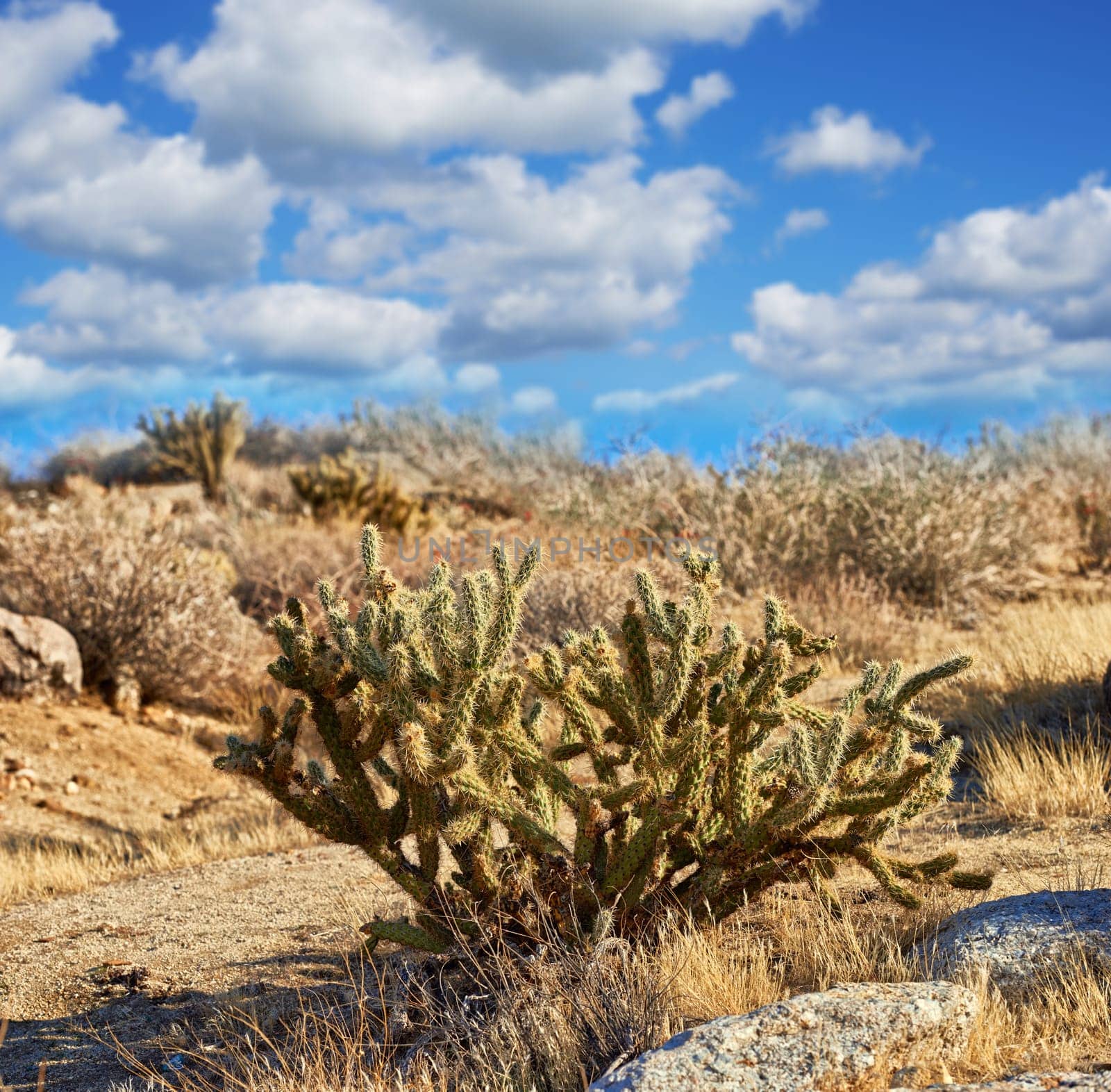 Desert, cactus and plant in bush landscape outdoor in nature of California, USA. Succulent, environment and growth of indigenous shrub in summer with biodiversity in dry land with grass and blue sky.