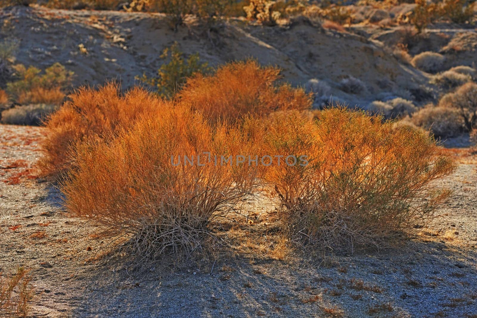 Desert, bush and shrub plants in environment outdoor in nature of California, USA. Native, ecology and growth of indigenous foliage in summer with biodiversity in dry field, soil and grass on land.