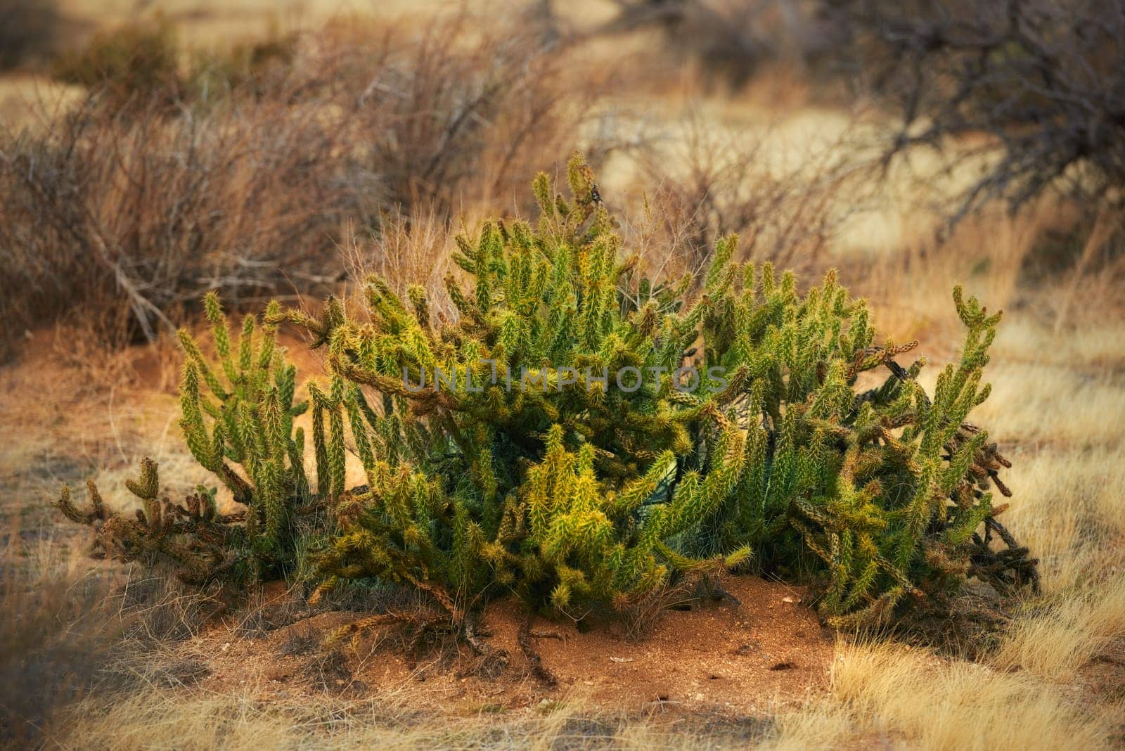 Desert, cactus and plant in bush environment outdoor in nature of California, USA. Natural, succulent and growth of indigenous shrub in summer with biodiversity in dry field, soil and grass on land.
