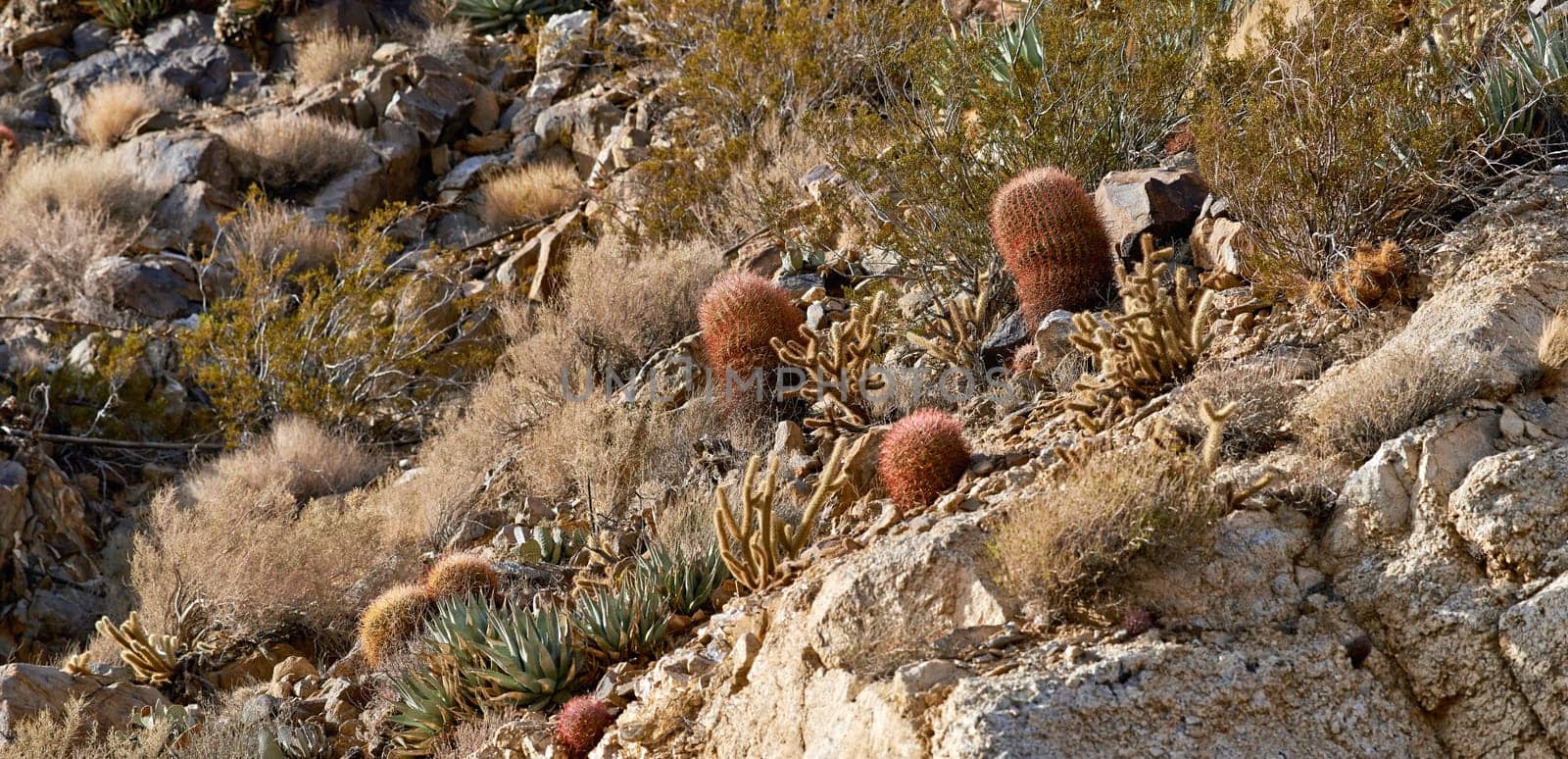 Nature, biodiversity and cactus plants in desert on mountain, bush or environment of California, USA. Hill, cliff and sustainable growth of indigenous ecology with shrub, grass and summer in dry land.