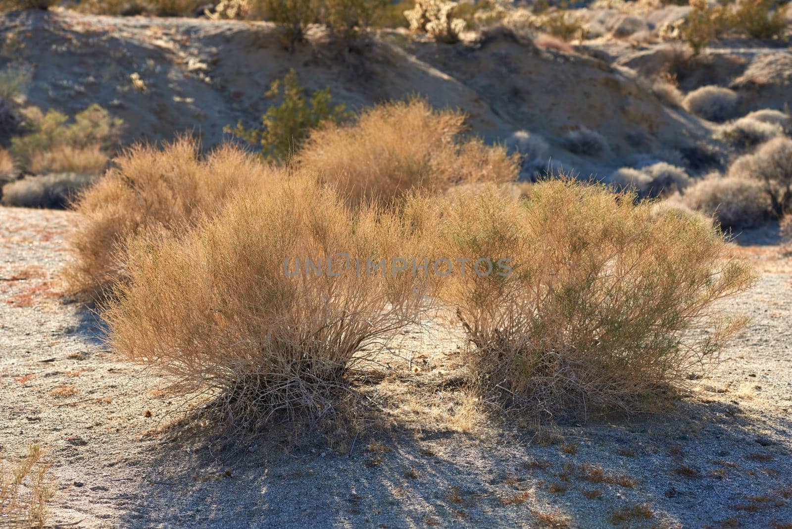 Desert, shrub and plants in bush environment outdoor in nature of California, USA. Native, ecology and growth of indigenous foliage in summer with biodiversity in dry field, soil and grass on land by YuriArcurs