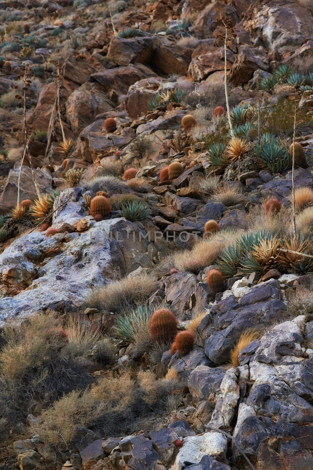 Nature, rocky and cactus or plants in desert, beauty in California or USA. Countryside, natural and landscape with shrubs or succulents in grass, mountain or environment with sunshine in summer by YuriArcurs