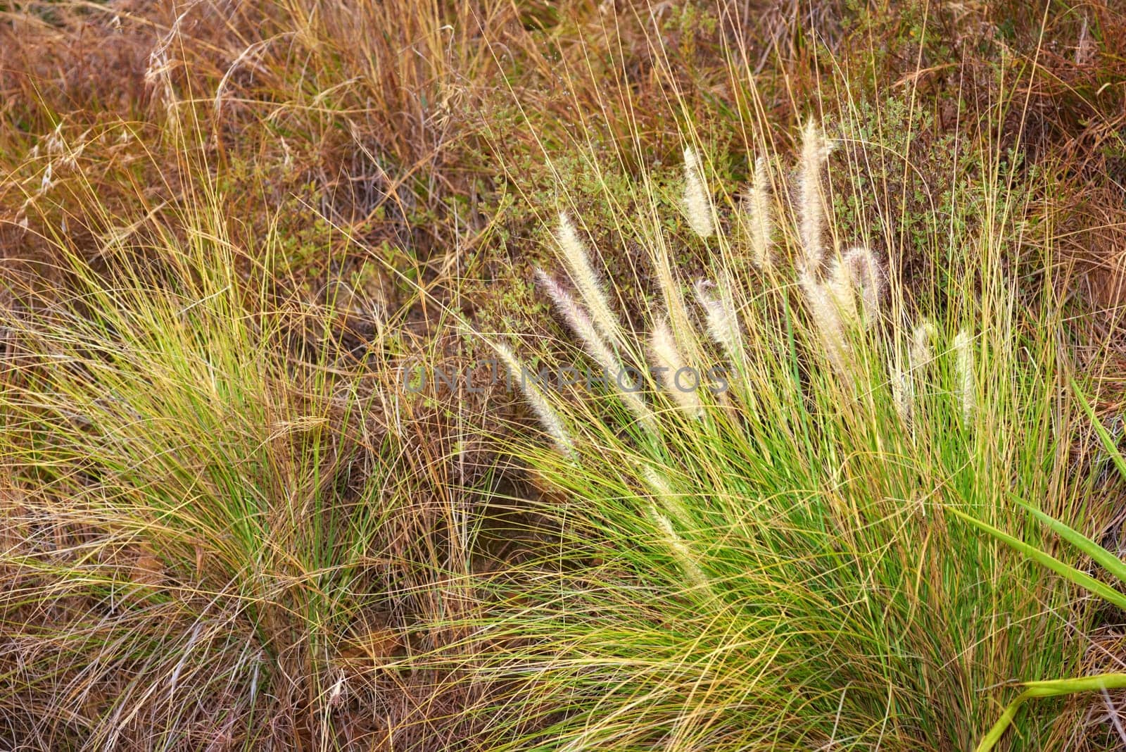 Grass, plants and foliage or land nature in growth environment or countryside, sustainability or spring. Field, reed and cenchrus orientalis or outdoor leaves on summer meadow, garden or backyard.