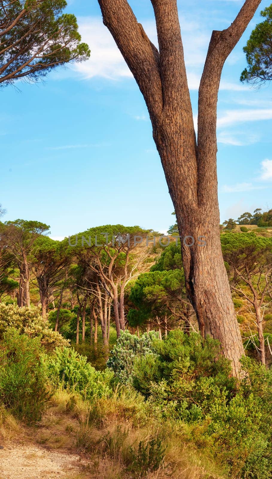 Tree, nature and mountain forest or environment for hiking trail or explore traveling, trekking or holiday. Foliage, grass and woods journey with California greenery in summer or rural, park or land.