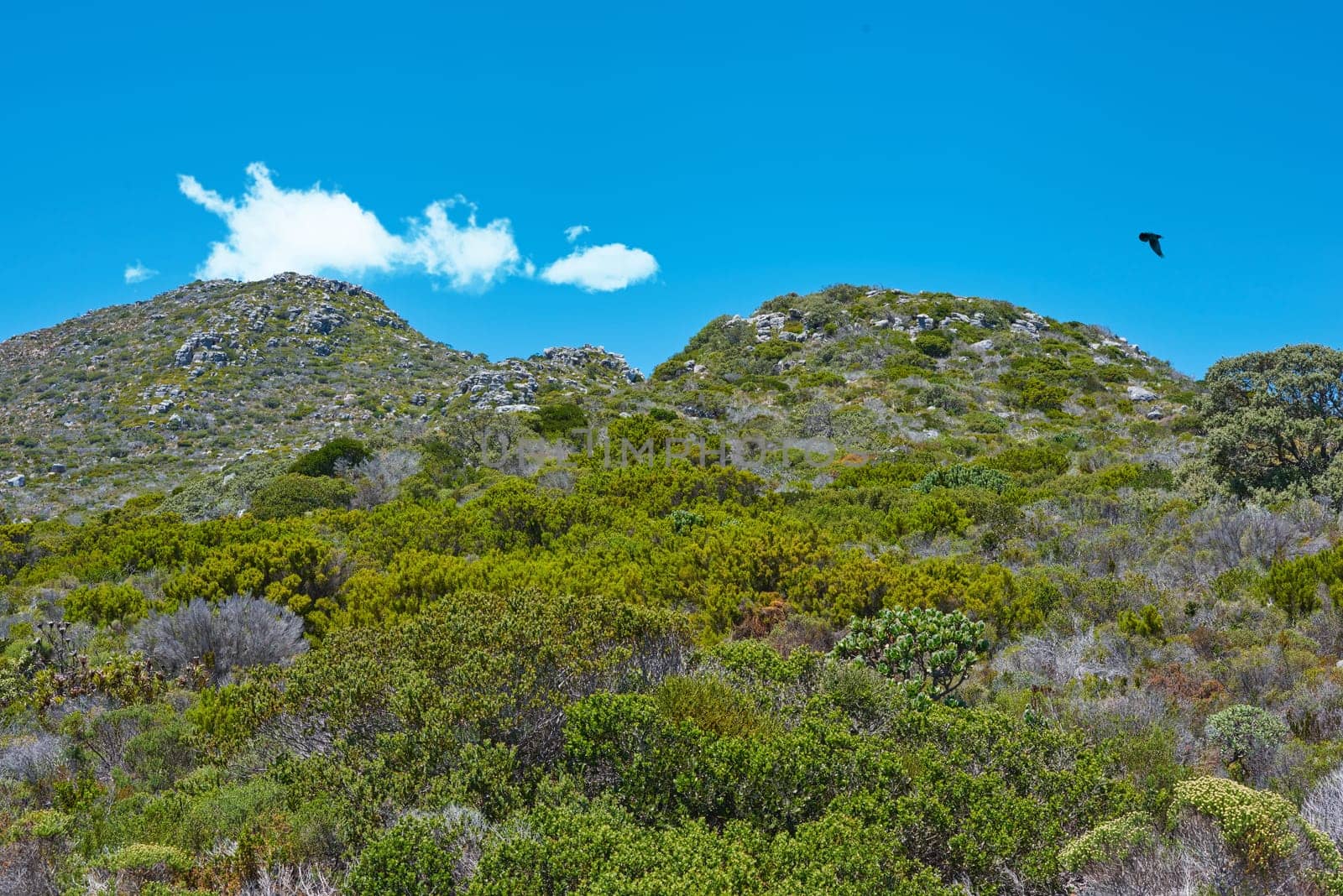 Nature, landscape and bush on mountain with blue sky, spring growth and natural conservation with biodiversity. Plants, green environment and sustainable ecosystem for flora on hill in countryside by YuriArcurs