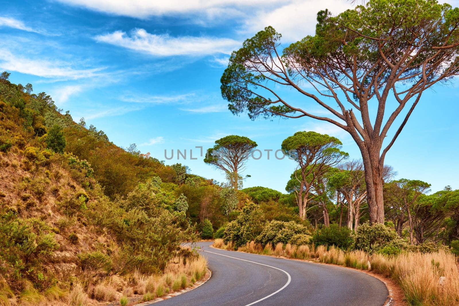 Trees, mountain and road trip travel in nature for journey route with transportation, holiday or summer. Street, hill and foliage in Australia for forest driving or countryside, vacation or blue sky by YuriArcurs