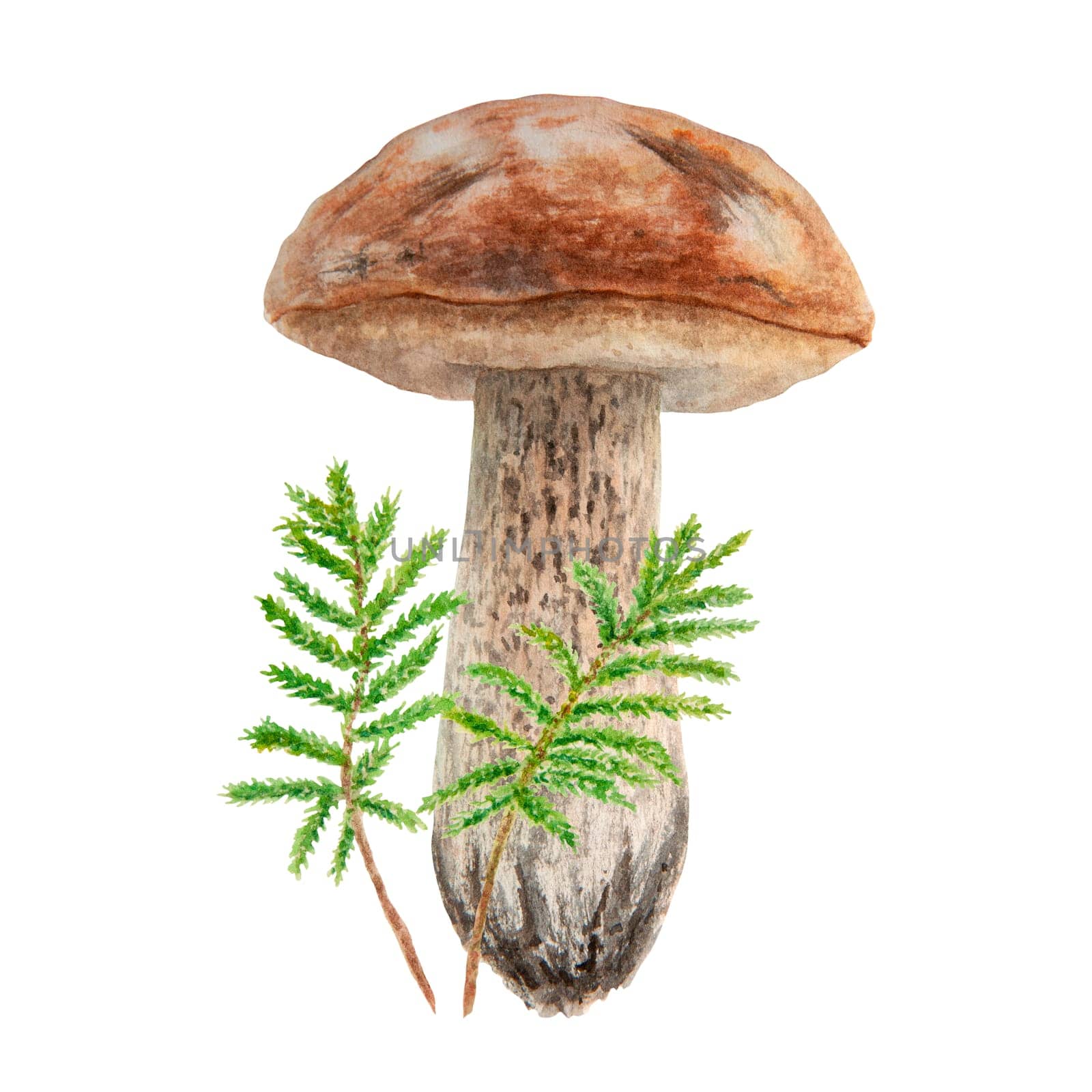 Wild mushroom and moss watercolor hand drawn botanical realistic illustration. Forest boletus isolated on white background. Great for printing on fabric, postcards, invitations, menus by florainlove_art