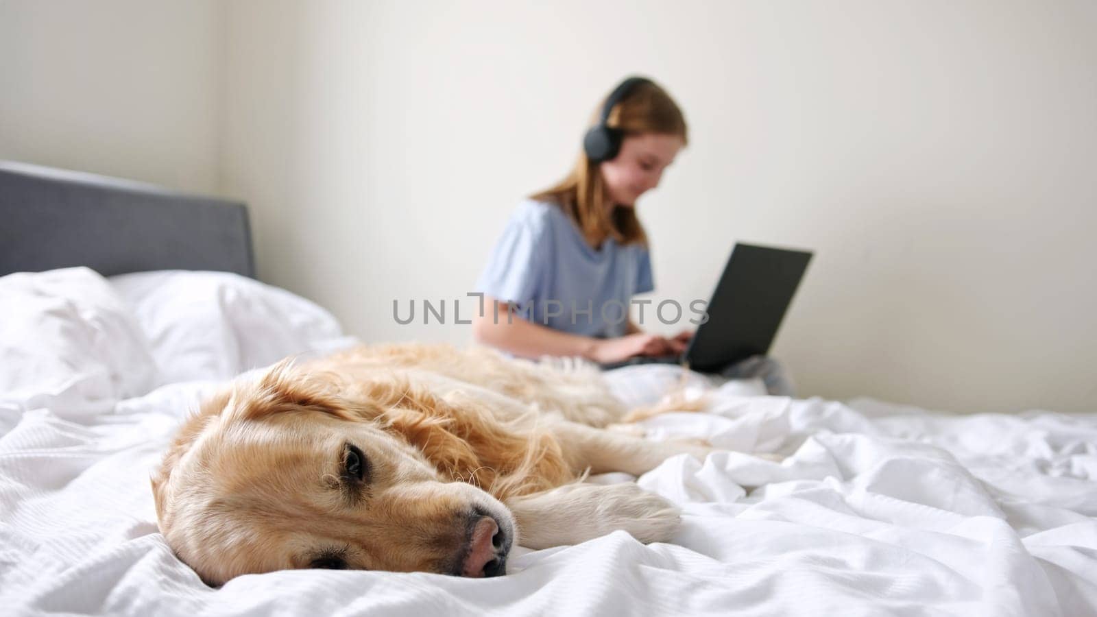 Beautiful Golden Retriever Dog Lying On The Bed, Little Girl Working On A Laptop by GekaSkr