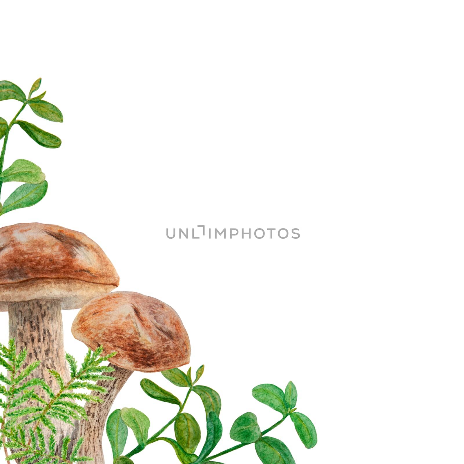 Wild mushrooms and moss watercolor hand drawn botanical realistic illustration. Forest boletus isolated on white background. Great for printing on fabric, postcards, invitations, menus, book of recipes