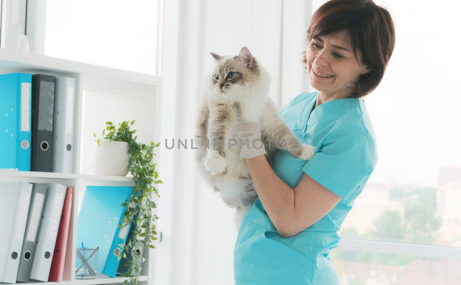 Veterinarian Doctor Holding Cat In Hands In Clinic. Fluffy Purebred Feline Pet With Vet Doctor