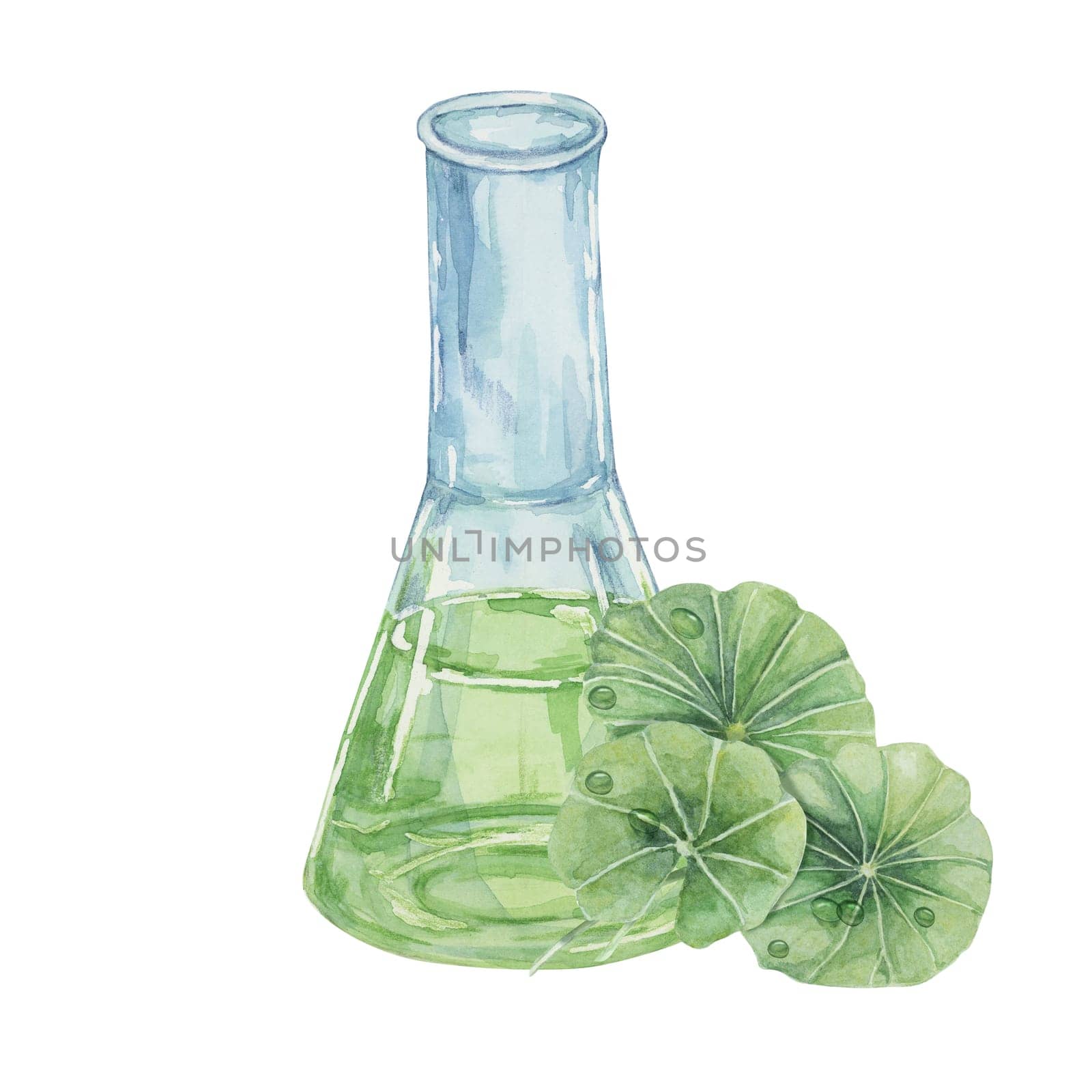 Centella asiatica and flask with green extract, gotu cola fluid juice glass. Watercolor leaves clipart for cosmetics, packaging, labels, supplements by Fofito