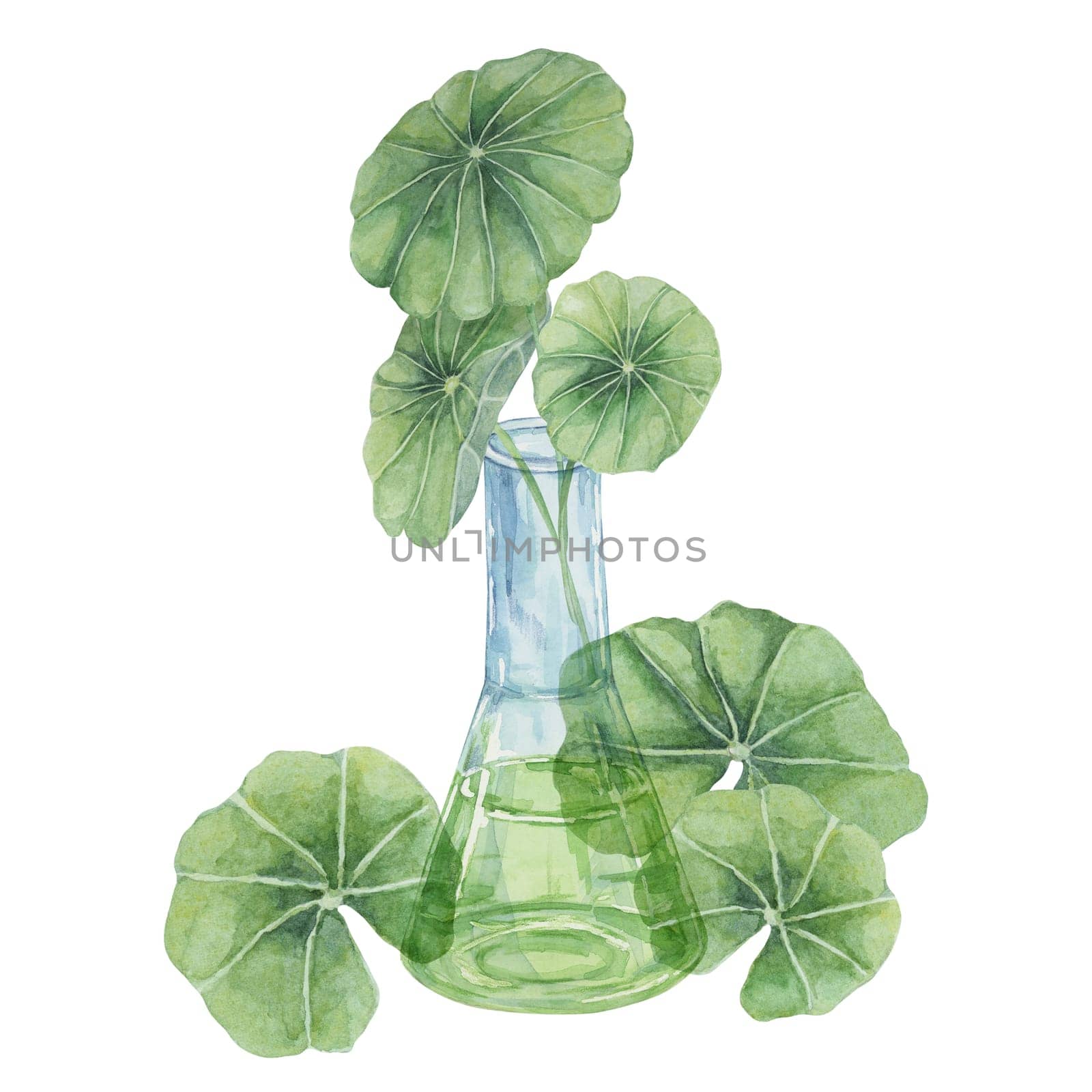 Centella asiatica and flask with green extract, gotu cola fluid juice glass. Watercolor leaves clipart for cosmetics, packaging, labels, supplements by Fofito