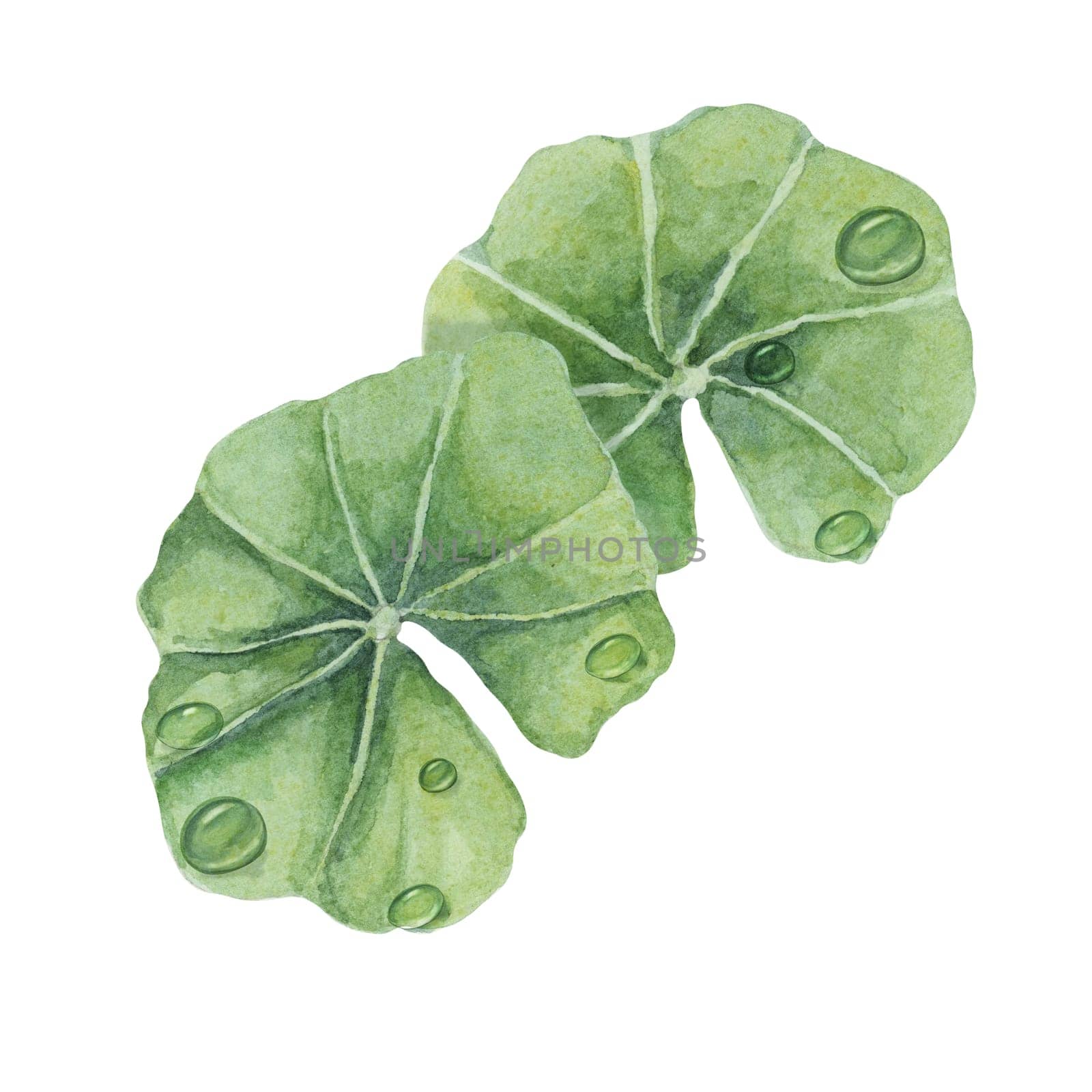 Centella asiatica and dew drops, gotu cola extract droplets. Hand drawn watercolor clipart, pennywort for cosmetics, packaging, labels, supplements by Fofito