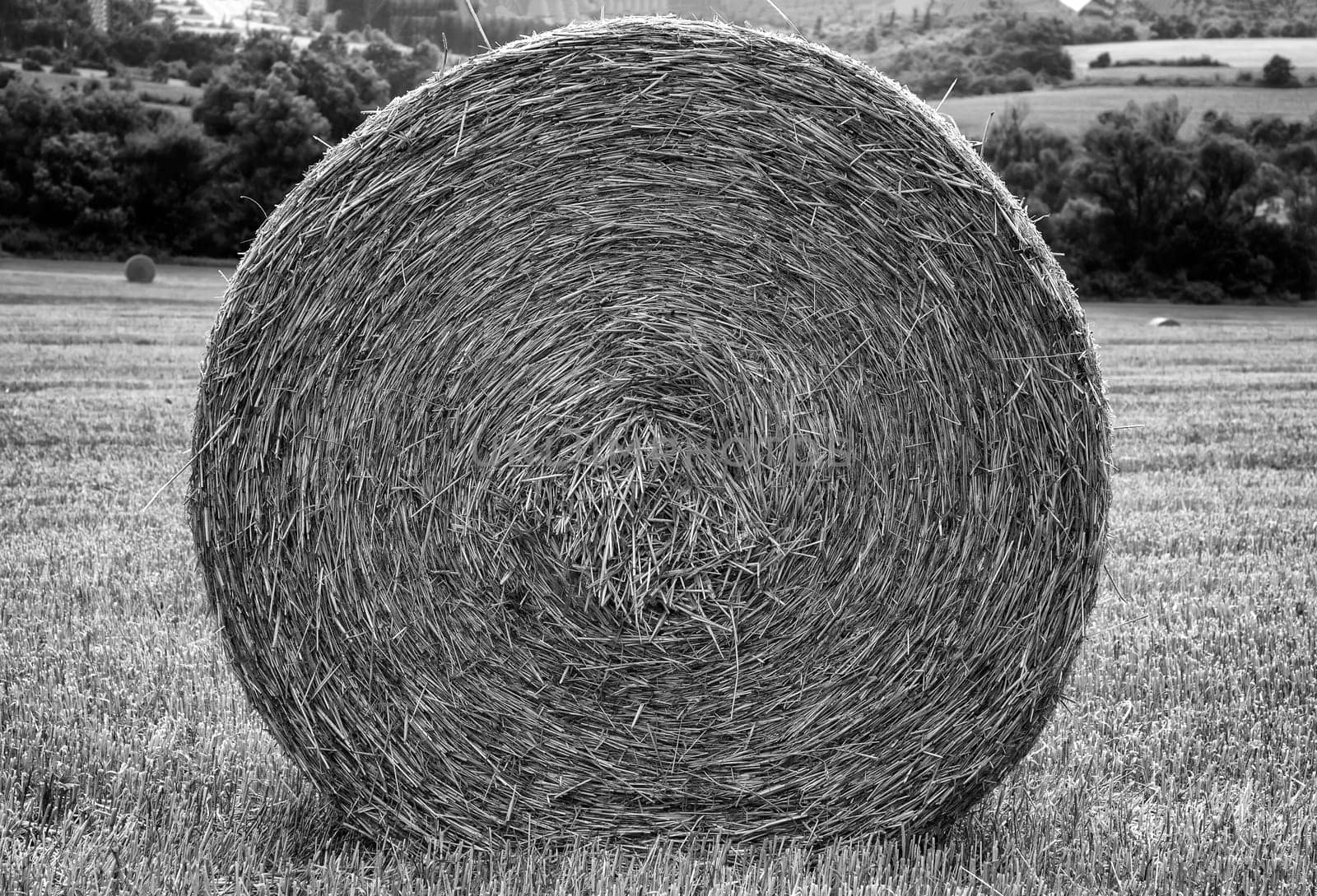 Big bales of hay on the field after harvest. Black and white by EdVal