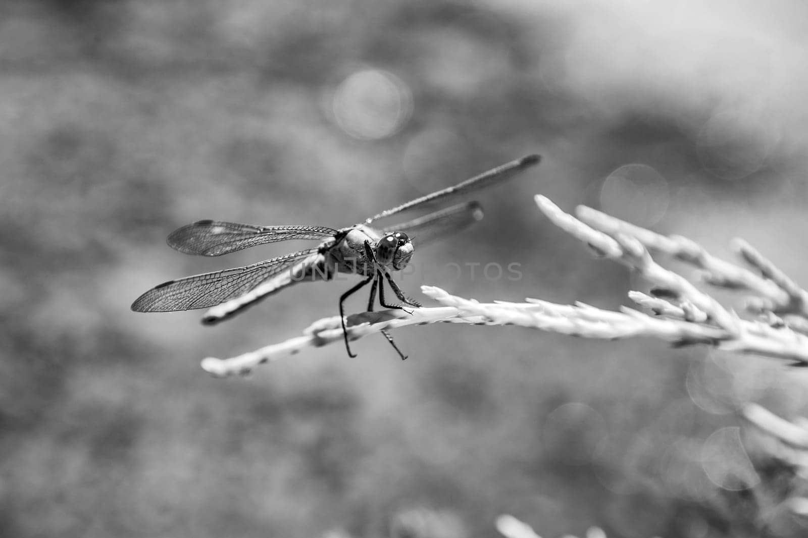 A dragonfly balancing on a leaf. Black and white view