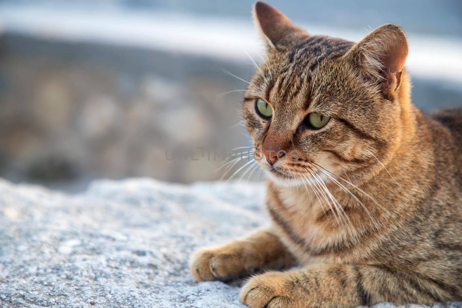 Close-up of a cat looking away