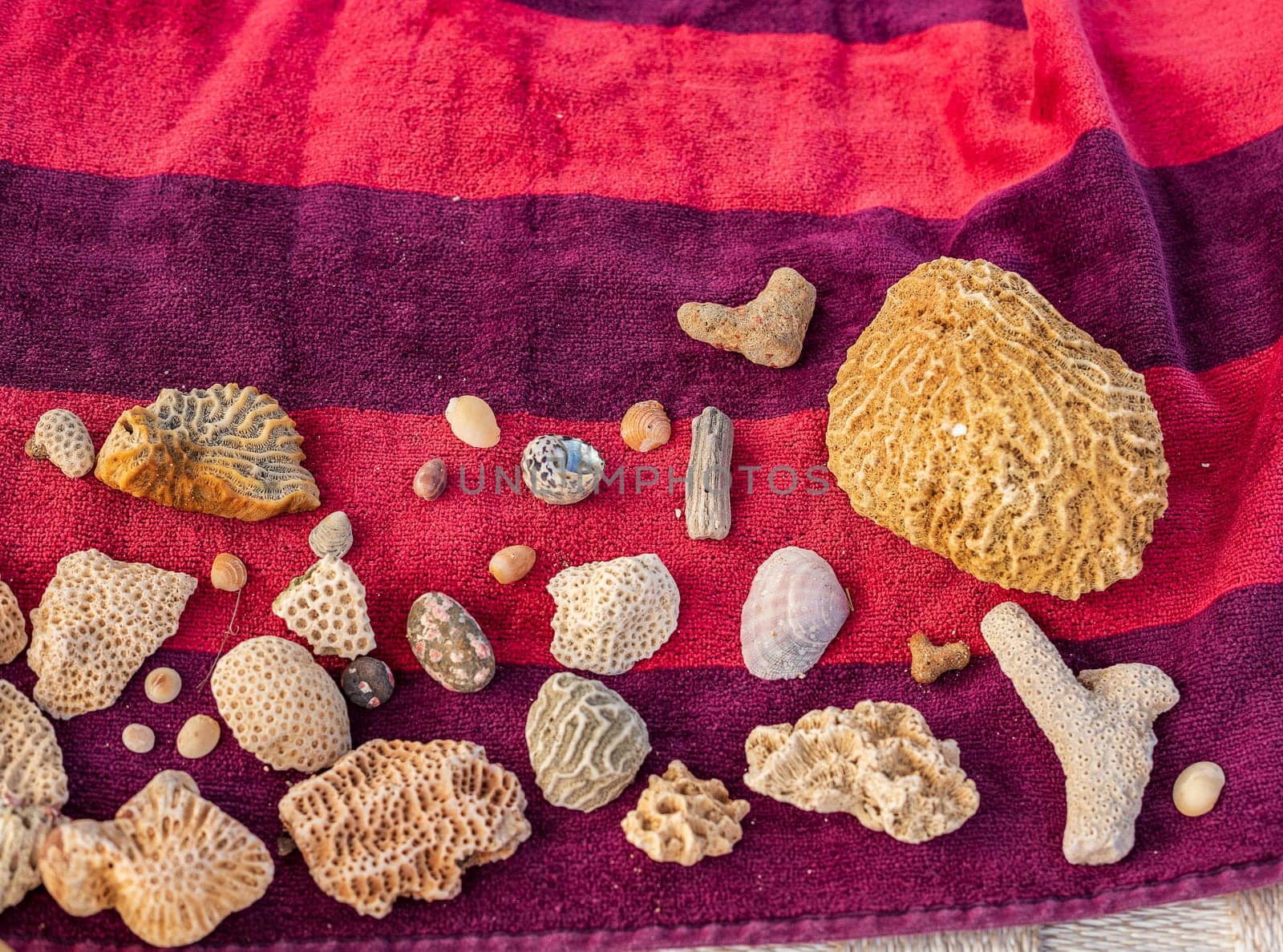 various pieces of coral, shells and snails collected from the beach on a towel