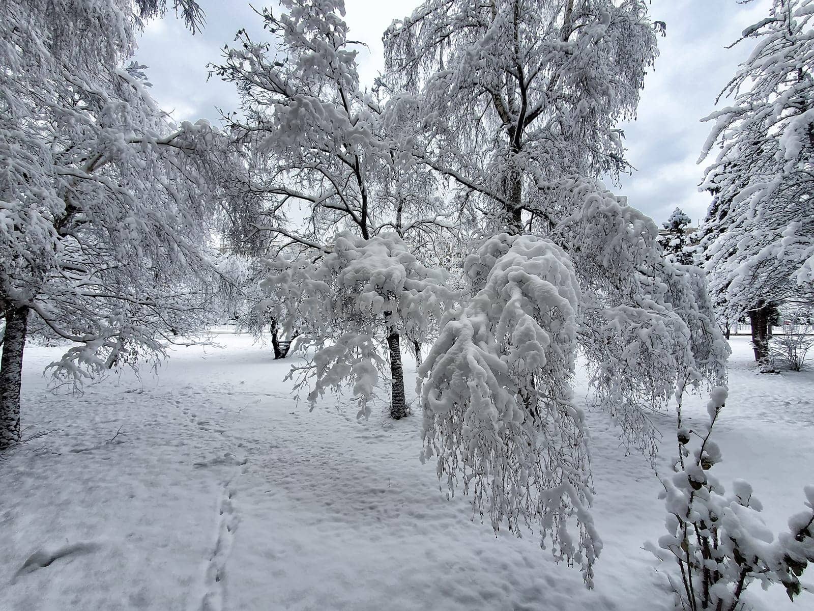 beautiful winter trees in a park covered with snow by EdVal