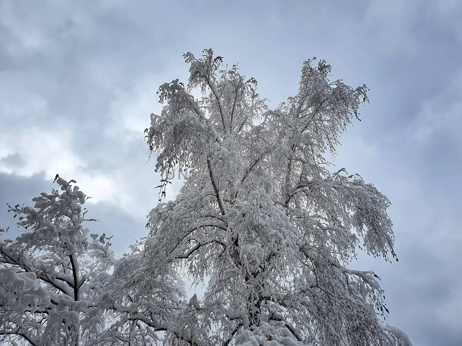 Beautiful winter tree and branches covered with snow against the sky