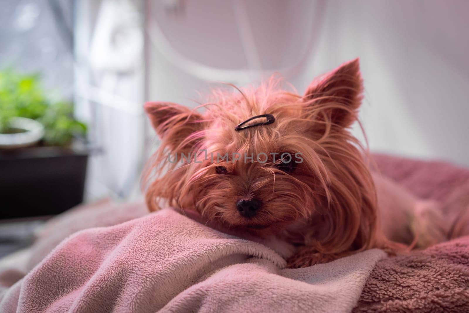 The Yorkshire Terrier dog is lying on the couch and resting. A beautiful pet dog.
