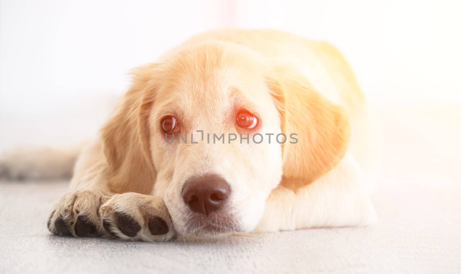 Nice muzzle and smart eyes of golden retriever