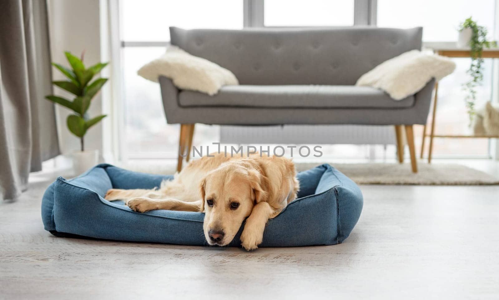 Golden retriever dog resting in the light room, lying on his place