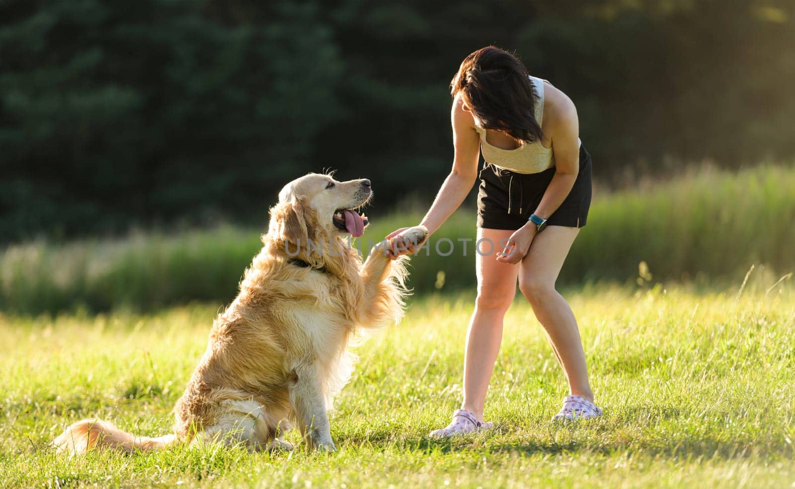 Owner Woman Training Golden Retriever Dog On A Meadow, Dog Gives A Paw