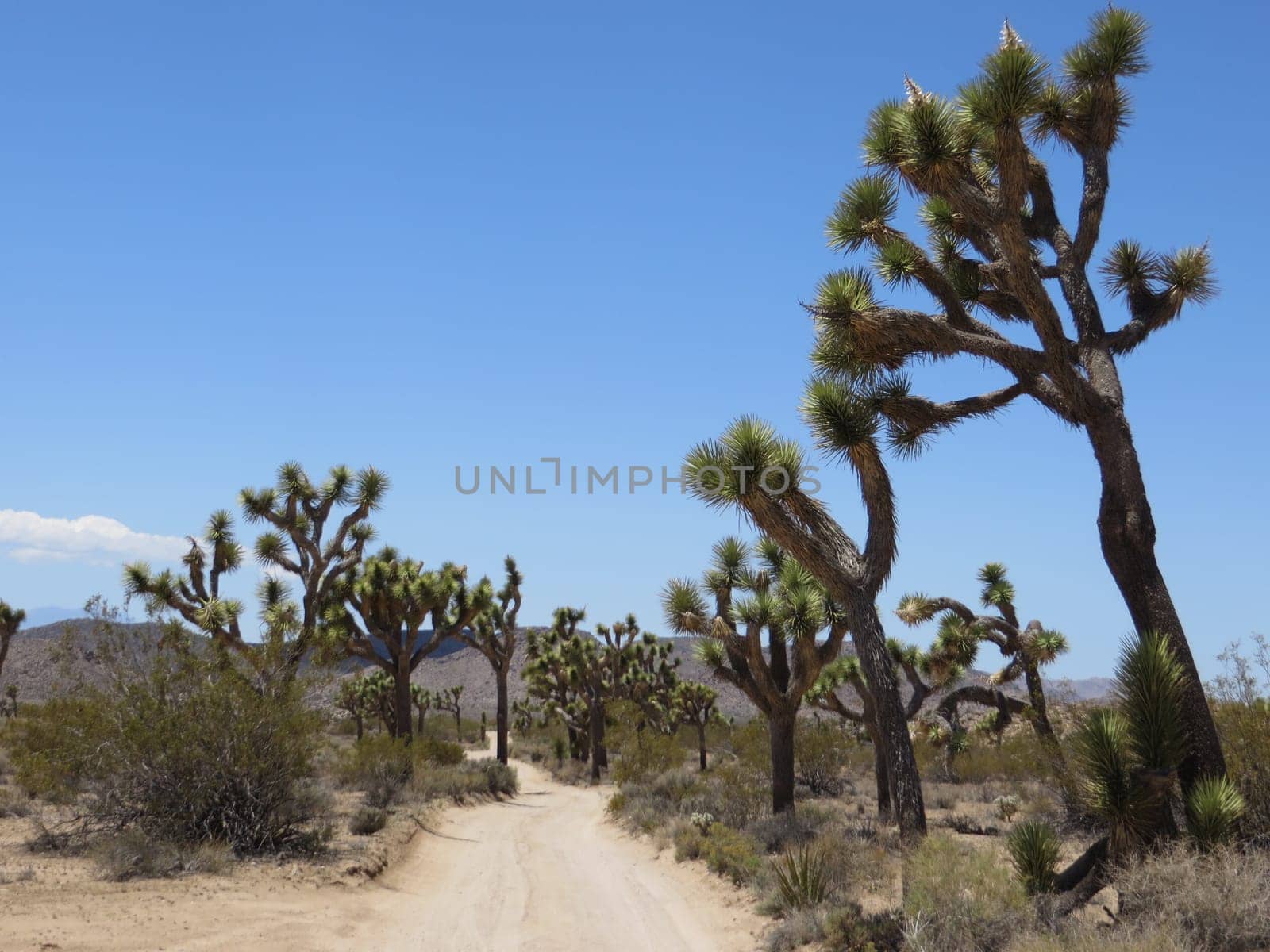 California Desert Dirt Road with Joshua Trees . High quality photo