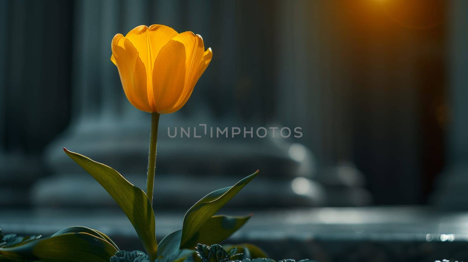 A yellow flower stands in front of a building, adding a pop of color to the urban landscape. The contrast between the vibrant bloom and the monochromatic structure creates a striking visual composition.