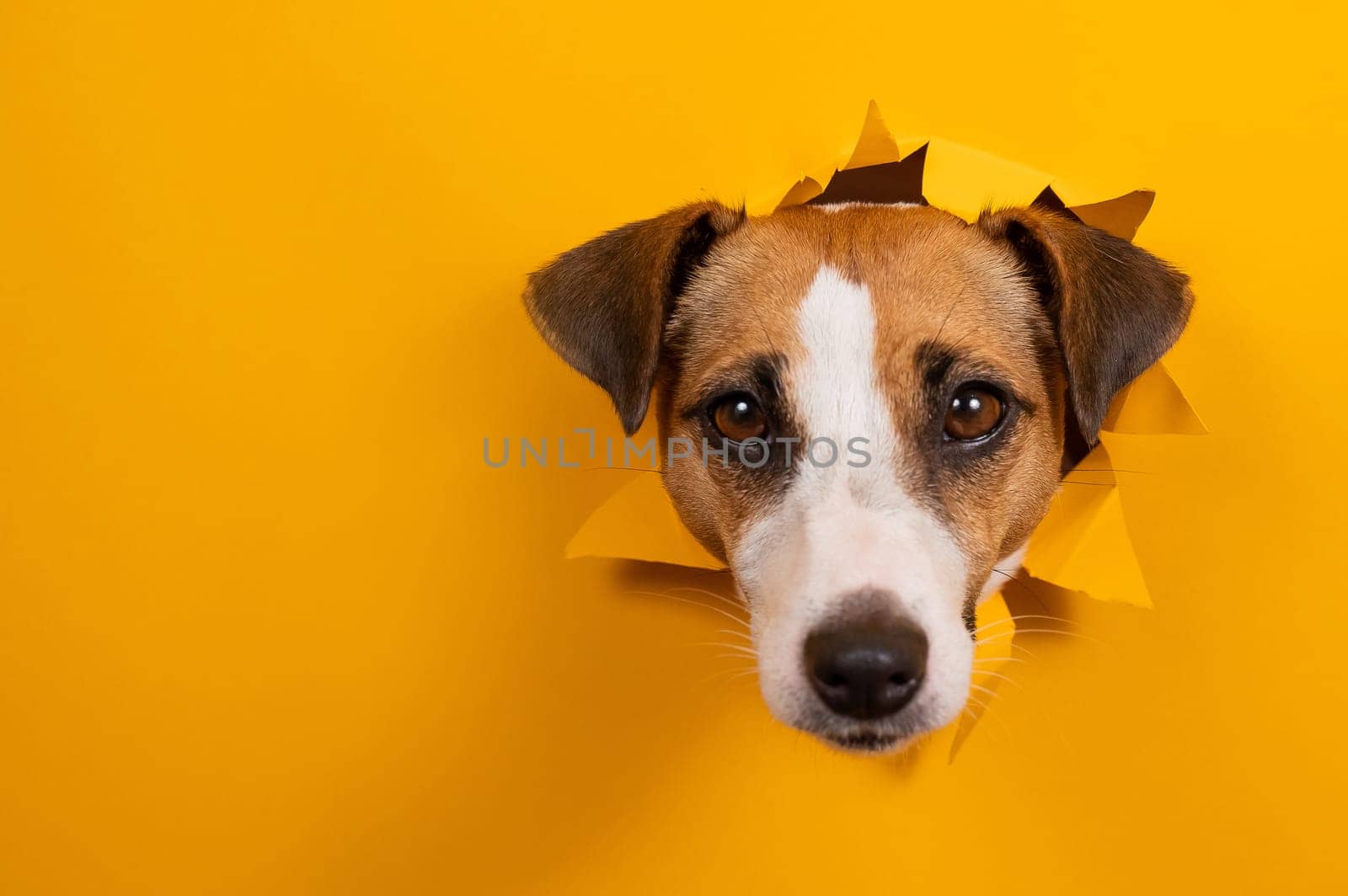 Funny dog jack russell terrier leans out of a hole in a paper orange background