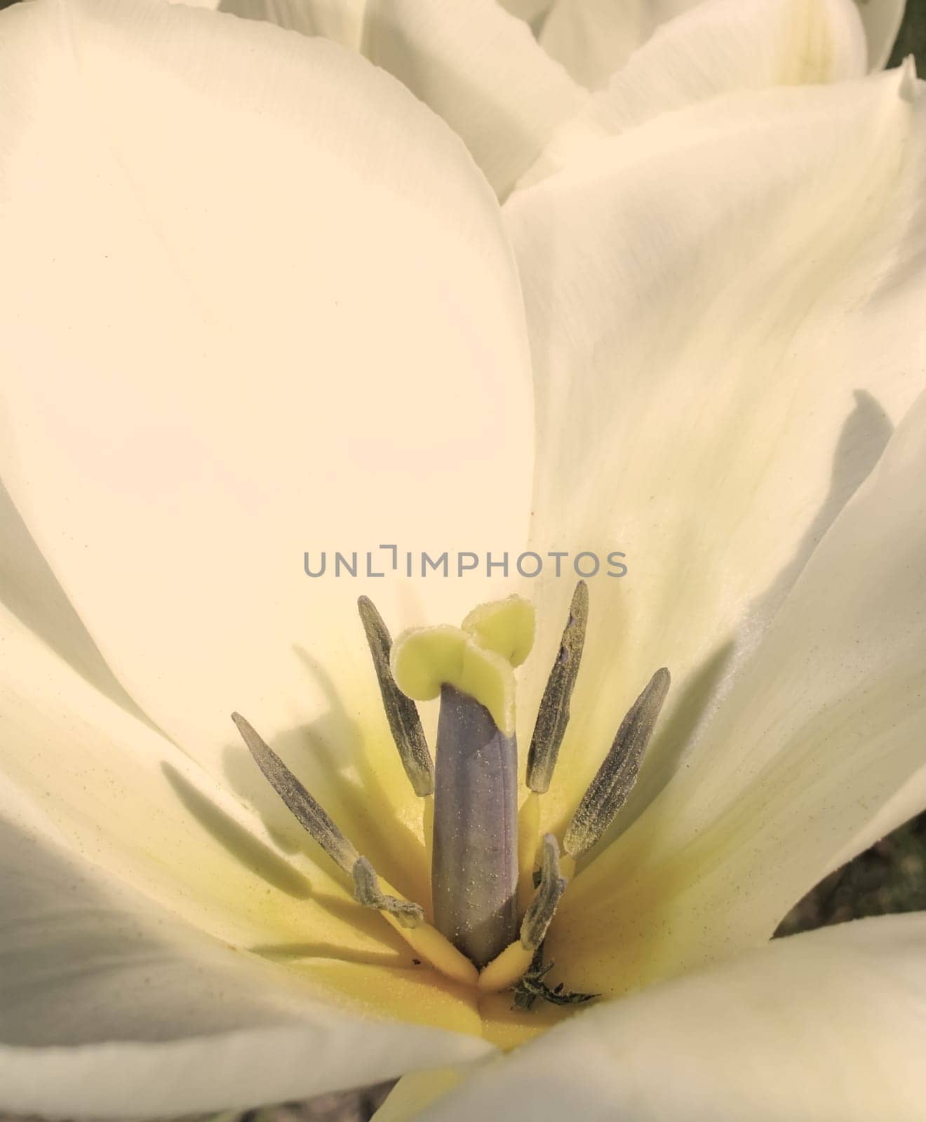 Closeup, white Tulips or flower on a sunny day for growing, gardening and romantic bouquet for love. Leaf, blossom and floral plant in nature for season change, gift or florist with bright color by YuriArcurs