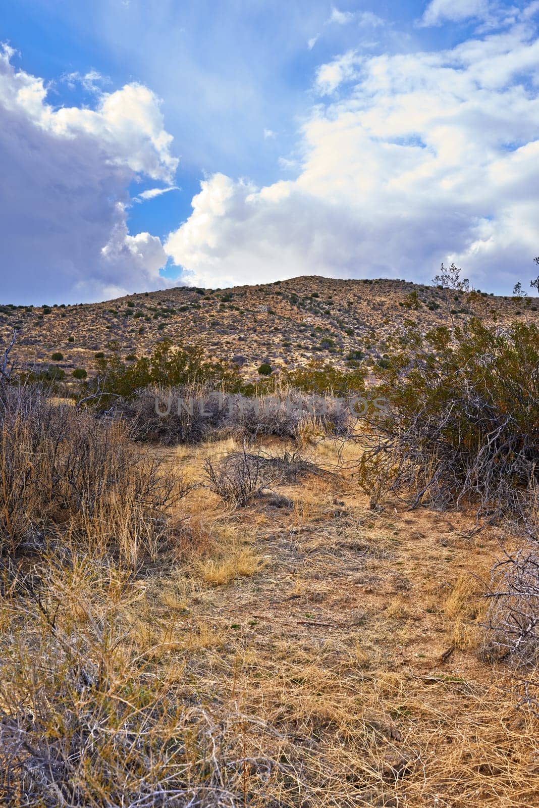 Nature, desert and plants with view, enviroment and blue sky for travel or tourism. California, mountain and landscape for cactus, scenery and usa sunshine with summer weather and outdoor harmony.