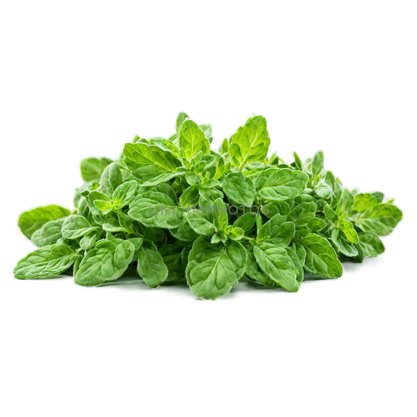 Fresh oregano leaves bright green color oval shape fuzzy texture Food and culinary concept by panophotograph