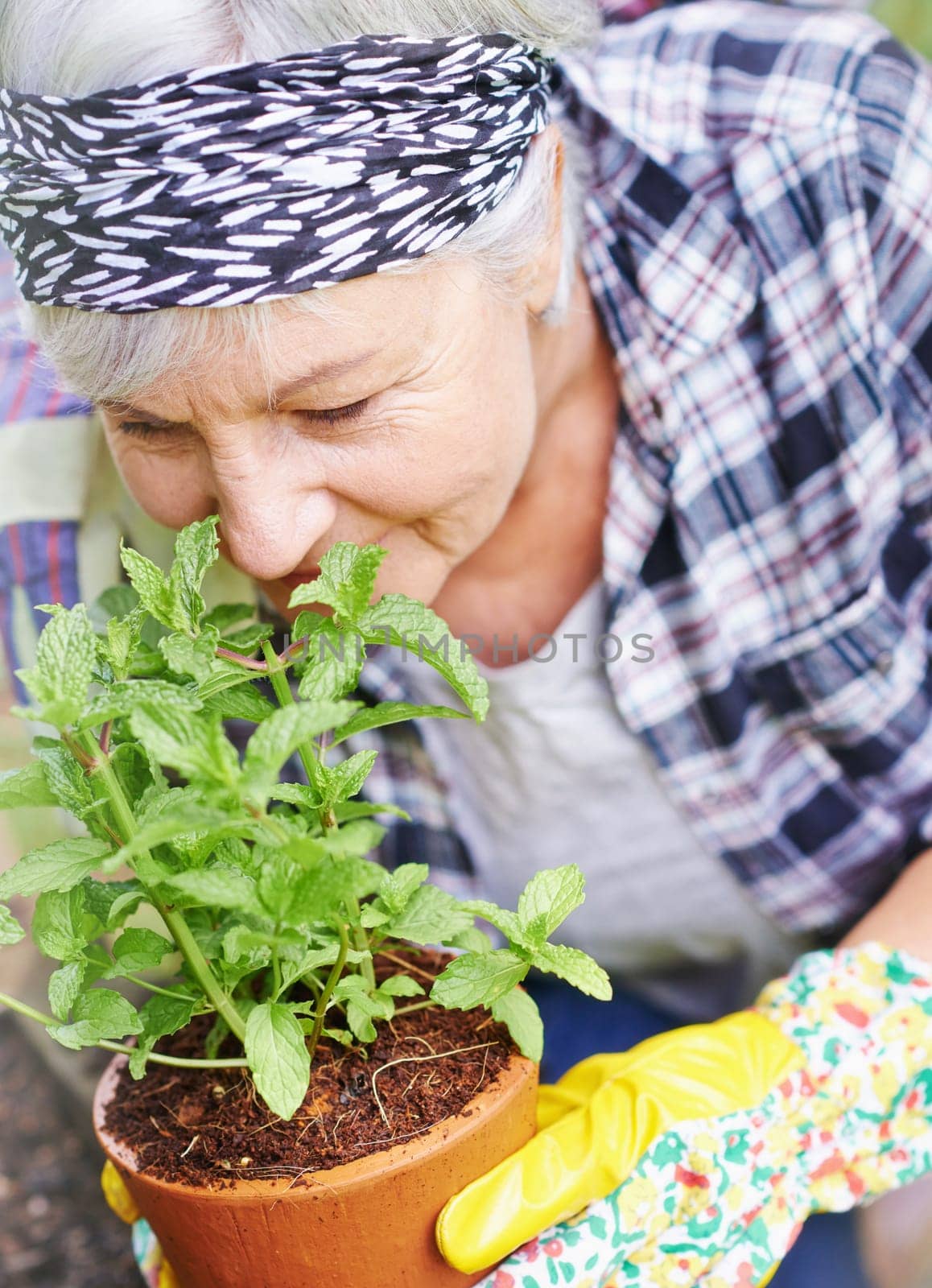 Elderly, retired and woman with gardening as hobby by smell peppermint plant at home for health or peace. Senior, female person and smile for growth of plants in summer with love or care for ecology by YuriArcurs