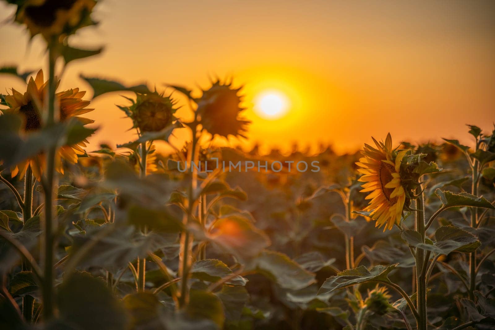 Field sunflowers in the warm light of the setting sun. Summer time. Concept agriculture oil production growing