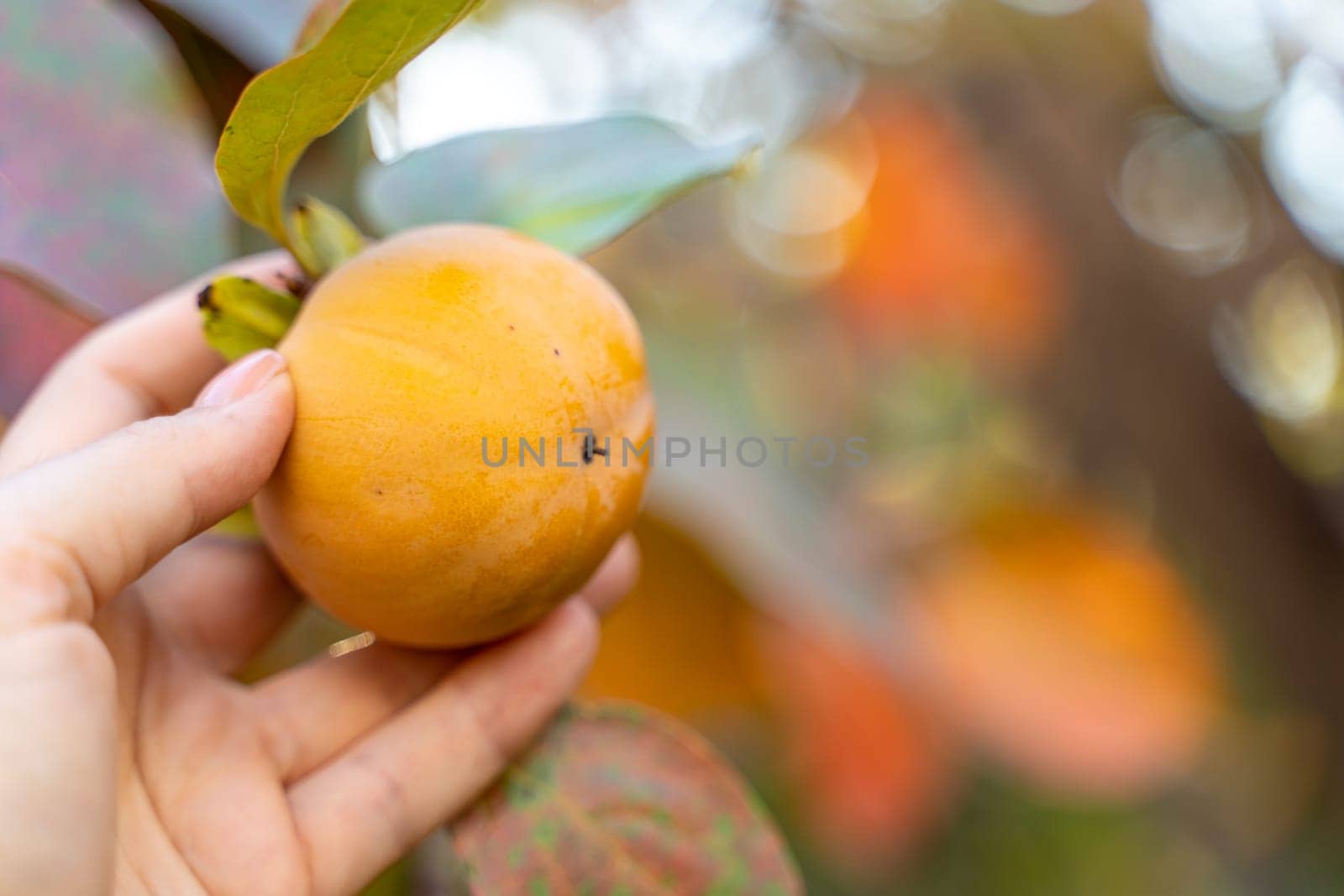 Persimmon ripe fruit garden. Tree branches with ripe persimmon fruits on a sunny day.