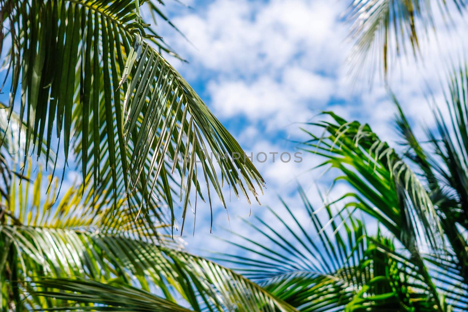 Coconut green tropical palm branches blue sky white clouds abstract background bright shiny sun day beautiful nature summer. Joy happiness harmony tranquility calm life by nandrey85