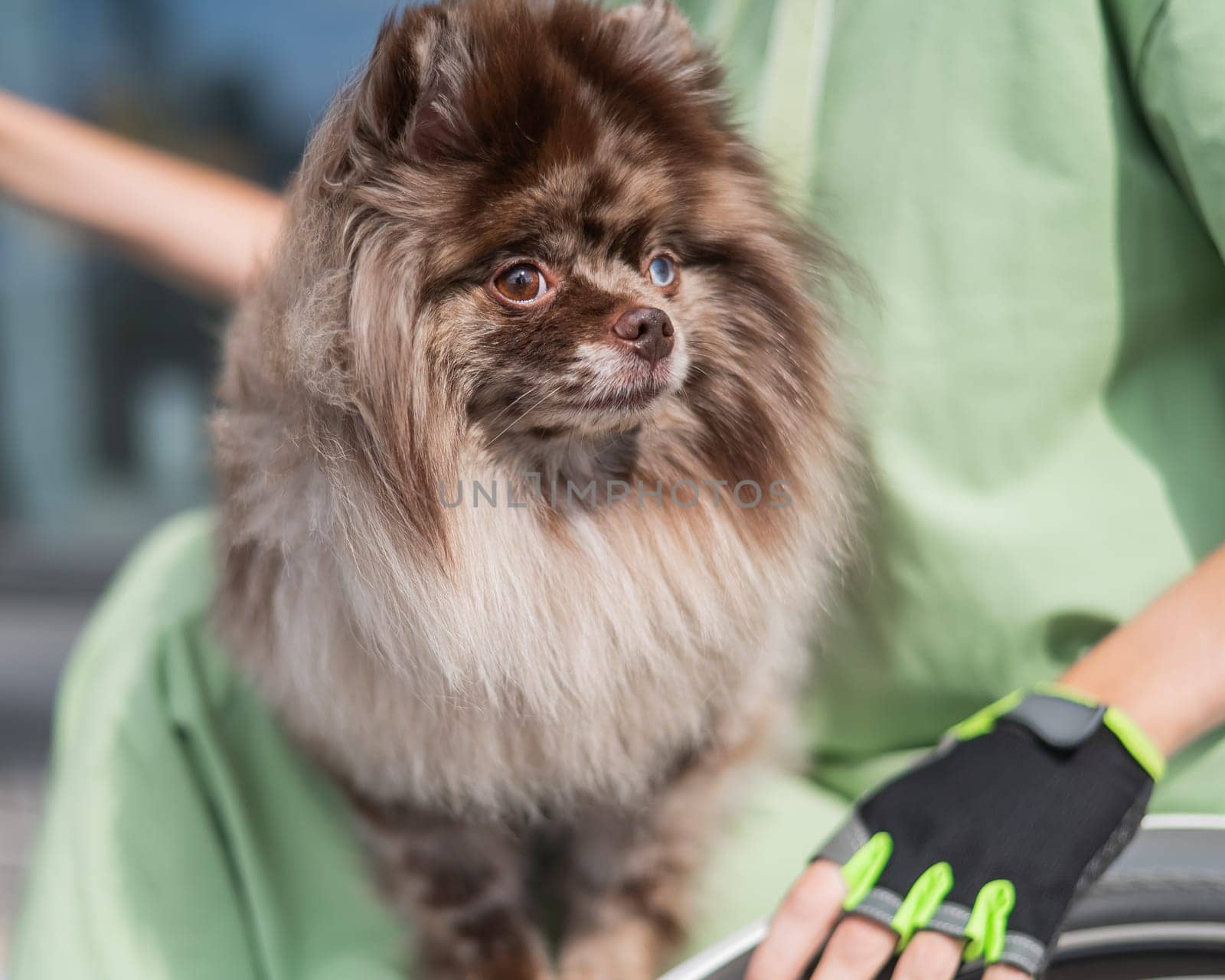 A woman in a wheelchair with a hand-control assist device carries a Spitz merle dog. Electric handbike