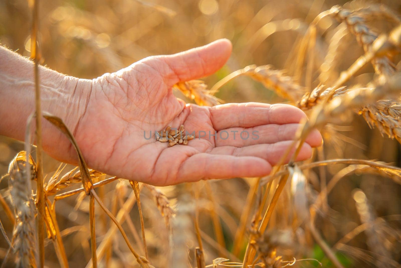 Close up of senior farmers hands holding and examining grains of wheat of wheat against a background of ears in the sunset light