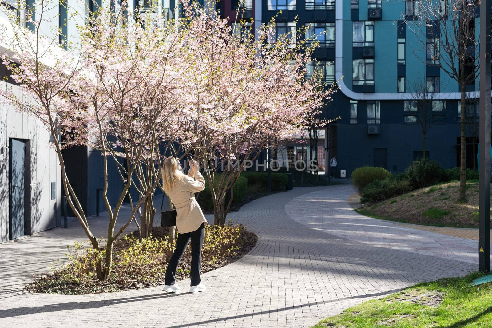 women is taking picture of blossoming cherry on mobile phone on street in spring. High quality photo