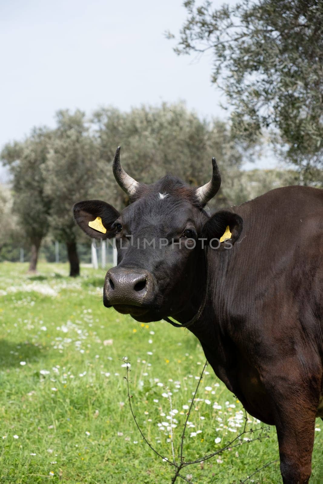 cows graze on a green field in sunny weather by senkaya