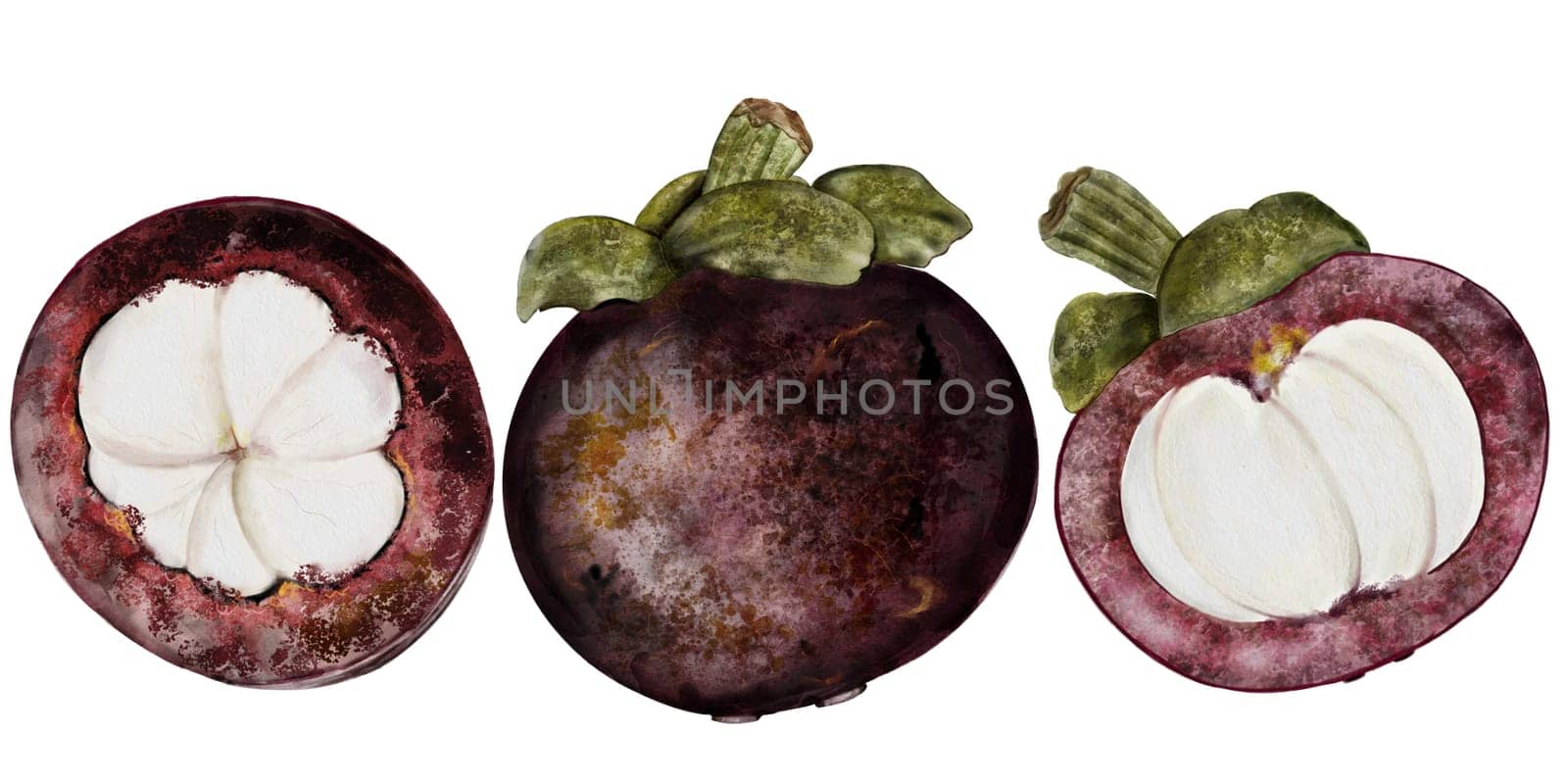 Mangosteen fruit watercolor set. Tropical fruit illustration hand drawing isolated on white background. Botanical clip art of asian food garcinia. Realistic sketch of a Thai fruit for restaurant menus and natural cosmetics packaging. High quality illustration